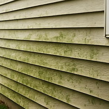 Siding Has Mold or Mildew? How to Fix It (and When to Replace)